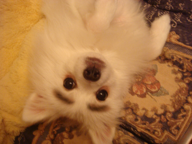 卡比 狗粮怎么样-家有宠物-杭州19楼