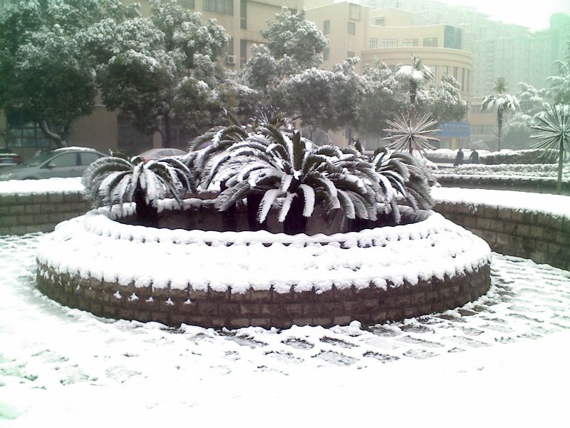 下雪了,好开心哈,不一样的雪地风景图啊-边走边
