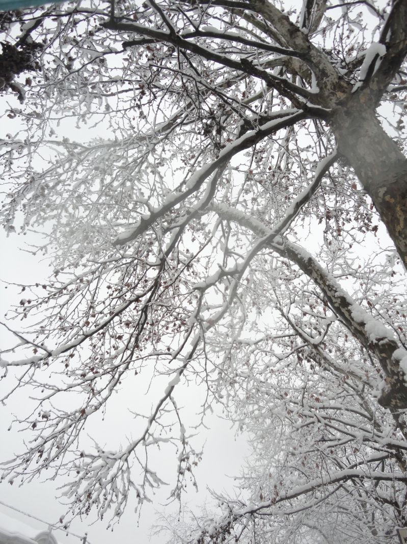 雪下的那么深,那么认真-边走边拍-杭州19楼