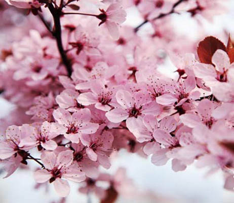 二月日本看樱花-结伴同行-杭州19楼