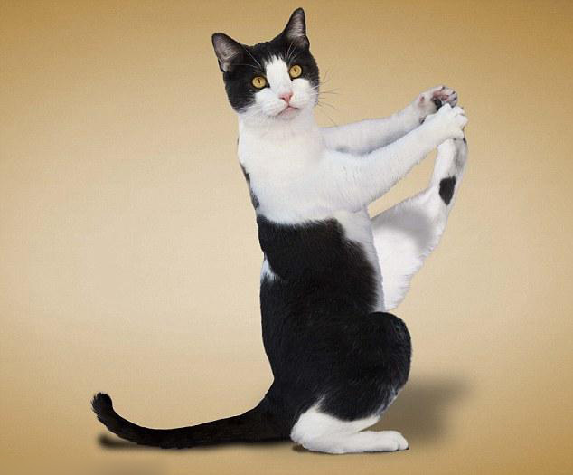 可爱瑜伽猫:搞笑、健身两不误