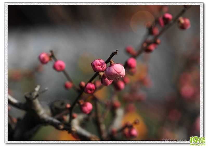 子归恭祝花友们新年快乐!-花鸟鱼虫-居家生活-