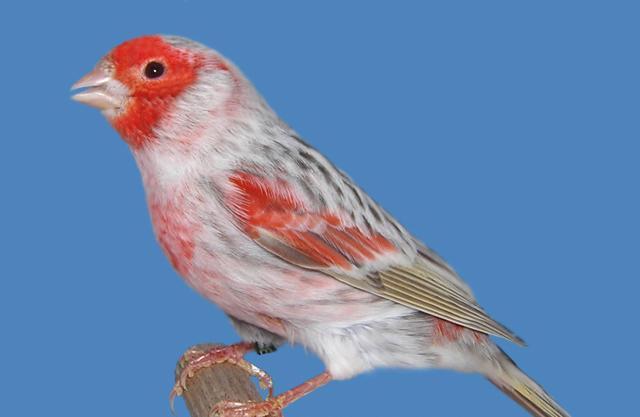 【杭州金丝雀(芙蓉鸟)爱好者爱宠欣赏】-爱宠分