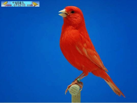 【杭州金丝雀(芙蓉鸟)爱好者爱宠欣赏】-爱宠分