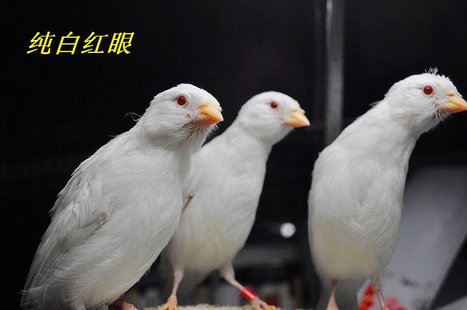 【杭州金丝雀(芙蓉鸟)爱好者爱宠欣赏】-家有宠