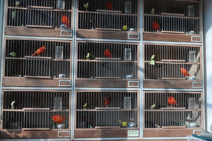 【杭州金丝雀(芙蓉鸟)爱好者爱宠欣赏】-家有宠