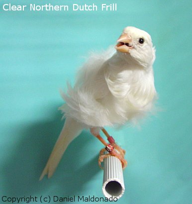 【杭州金丝雀(芙蓉鸟)爱好者爱宠欣赏】-爱宠分