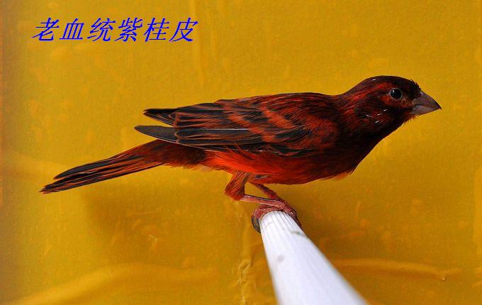 【杭州金丝雀(芙蓉鸟)爱好者爱宠欣赏】-家有宠