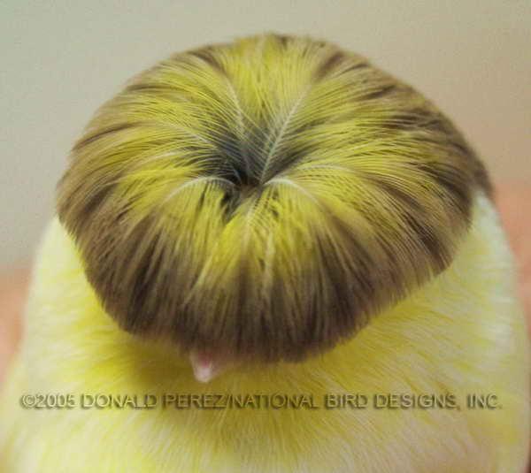 【杭州金丝雀(芙蓉鸟)爱好者爱宠欣赏】-爱宠分