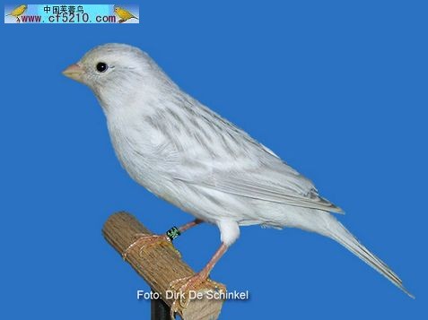 【杭州金丝雀(芙蓉鸟)爱好者爱宠欣赏】-爱宠分