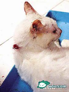 惊爆!餐馆水煮活猫全过程-养眼搞笑-杭州19楼