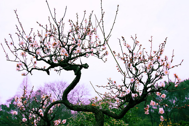 《记念离别的初中岁月和逝去的青春,梅花三弄