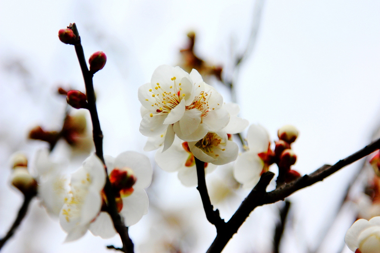 《记念离别的初中岁月和逝去的青春,梅花三弄