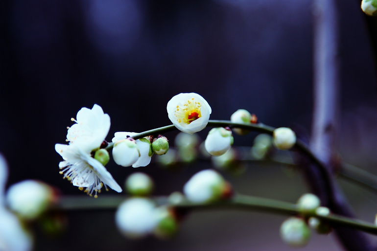 《记念离别的初中岁月和逝去的青春,梅花三弄