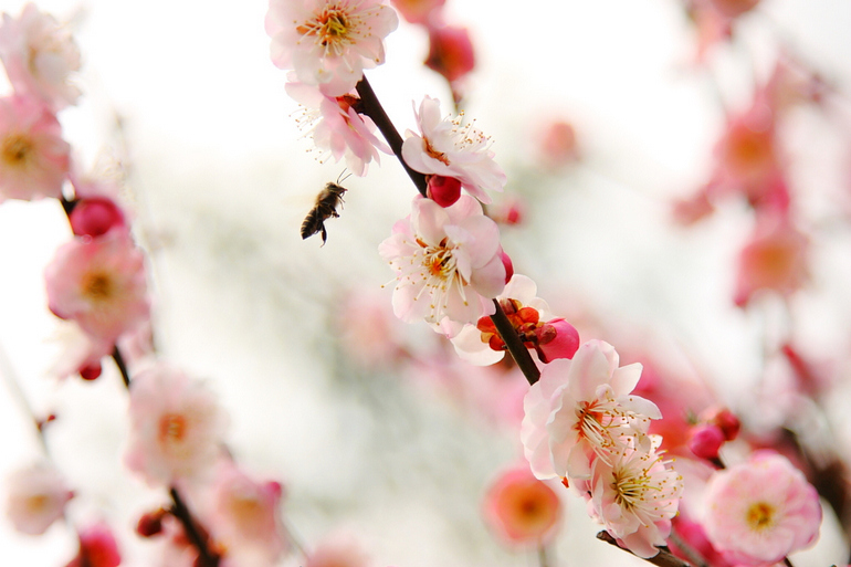 《记念离别的初中岁月和逝去的青春,梅花三弄