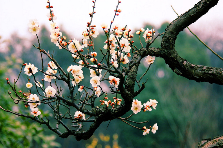 《记念离别的初中岁月和逝去的青春,梅花三弄