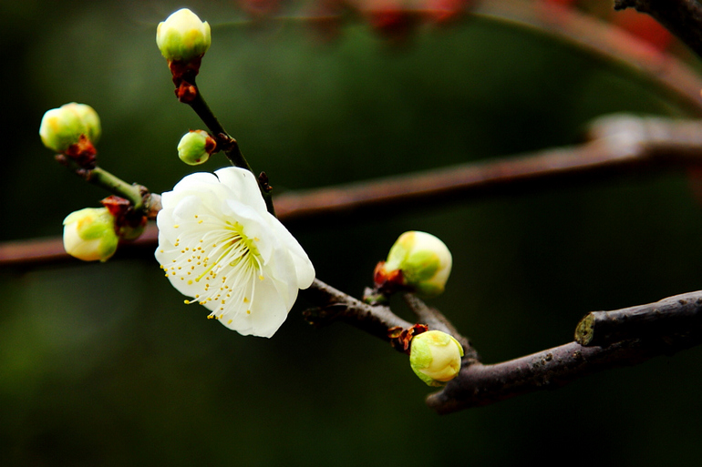 《记念离别的初中岁月和逝去的青春,梅花三弄