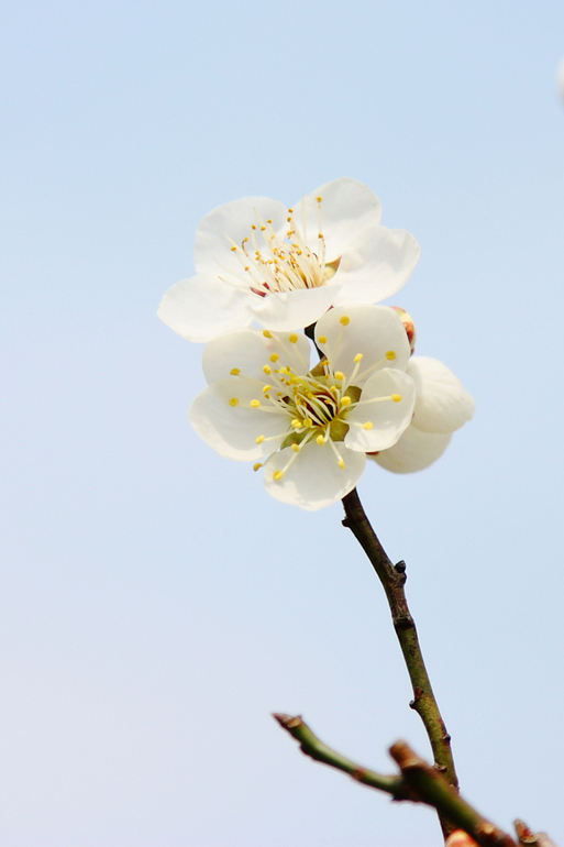 《记念离别的初中岁月和逝去的青春,梅花三弄