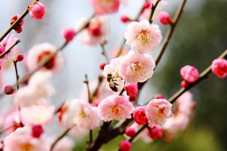 《记念离别的初中岁月和逝去的青春,梅花三弄