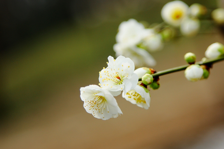 《记念离别的初中岁月和逝去的青春,梅花三弄