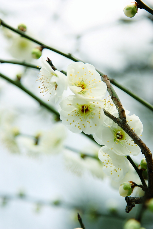 《记念离别的初中岁月和逝去的青春,梅花三弄