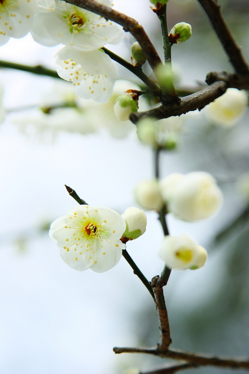 《记念离别的初中岁月和逝去的青春,梅花三弄
