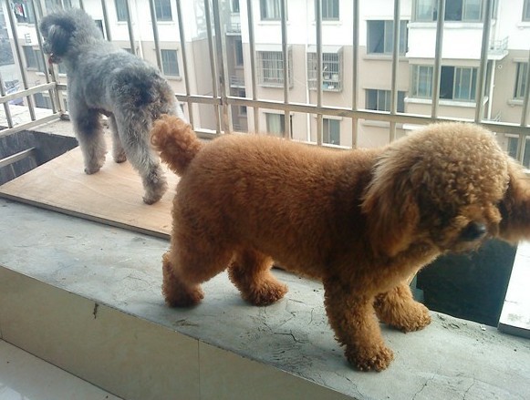 事情太多没时间养狗了 转让家里灰 红成年母贵