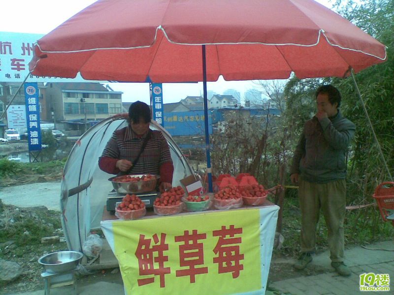杭州滨江摘草莓--周末活动带孩子去草莓园-休闲