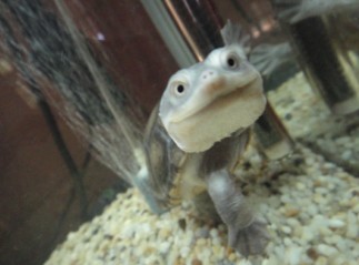 鱼缸 星点金龙鱼 长颈龟-闲置二手交易(原)-杭州