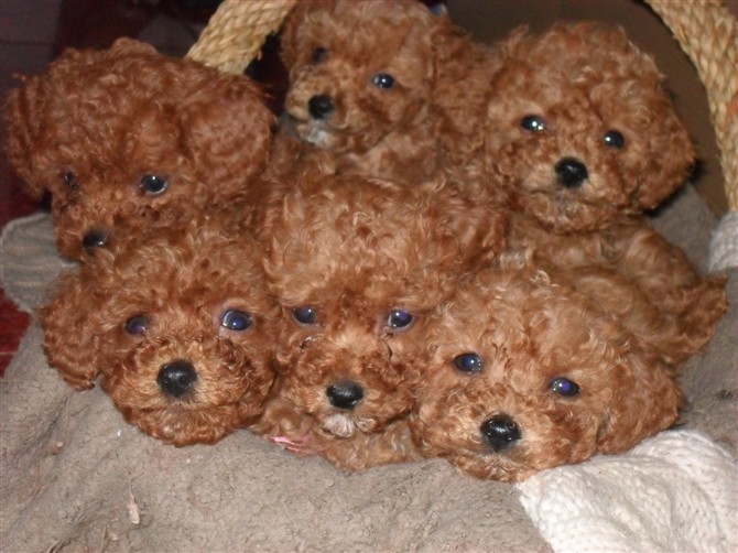 jjjj-家有宠物-杭州19楼