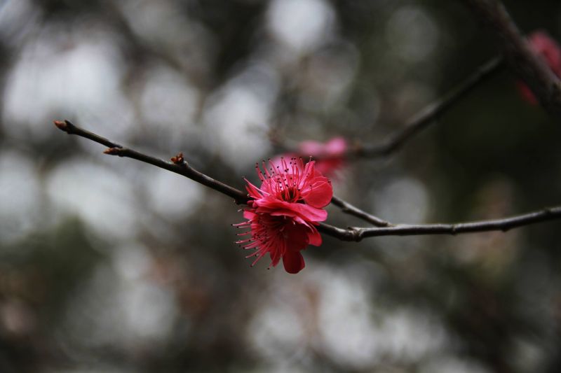 一任群芳妒 傲梅花想容