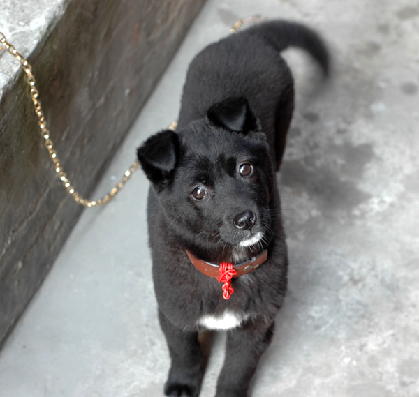 小黑狗免费送养，寻找爱心人士(小狗已赠送)