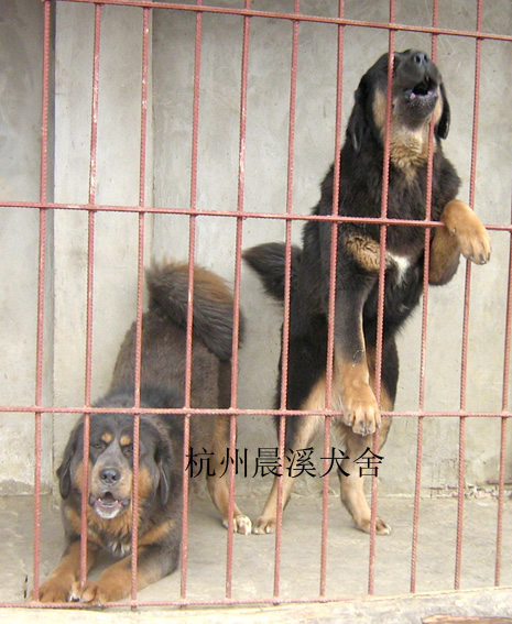 出售最稀有、最原始、最凶猛的灰藏獒-宠物相