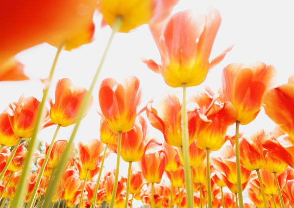 中石油去年日进4亿 500公司忙一年不敌中石油