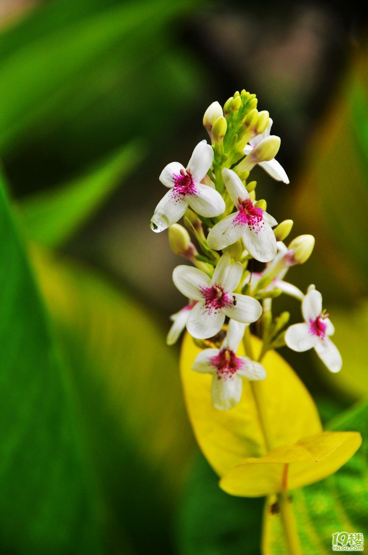 印尼旅游攻略:水与火--穿越爪哇之旅-旅游先遣