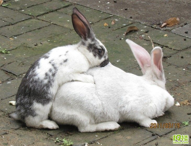 偷拍少儿不宜,家中两个小兔崽子既然偷偷干那事!动作还挺标准!-草根消息-杭州19楼