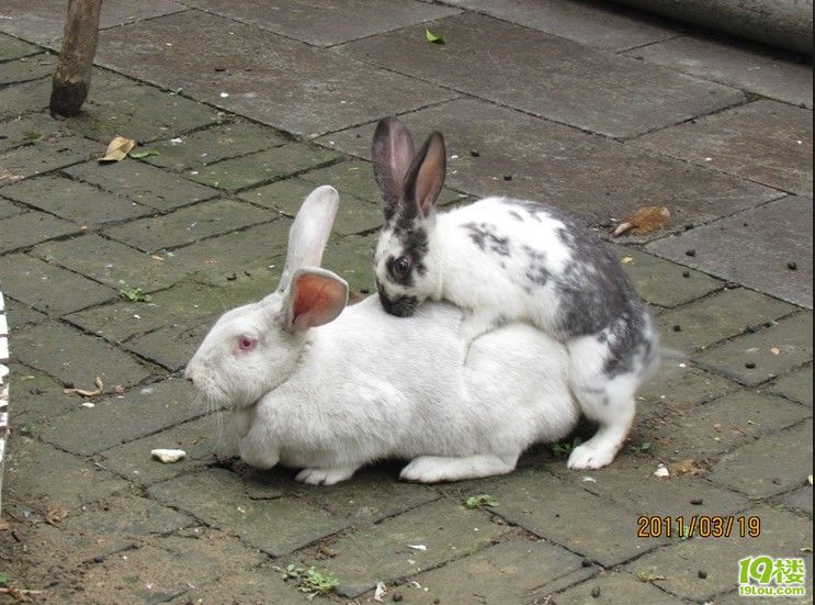 偷拍少儿不宜,家中两个小兔崽子既然偷偷干那事!动作还挺标准!-草根消息-杭州19楼