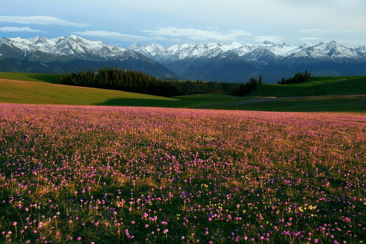 【新疆伊犁小安俱乐部】2011年5月-7月游玩伊犁花海-新疆-杭州19楼