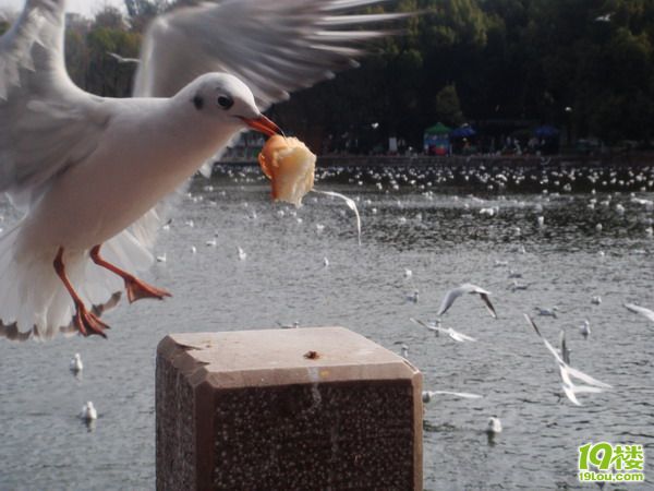 【8隊(duì)】小貓美食體驗(yàn)之旅—昆明、大理の美食如鮮花一樣繁多