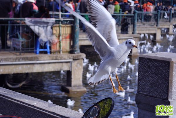 【8隊(duì)】小貓美食體驗(yàn)之旅—昆明、大理の美食如鮮花一樣繁多