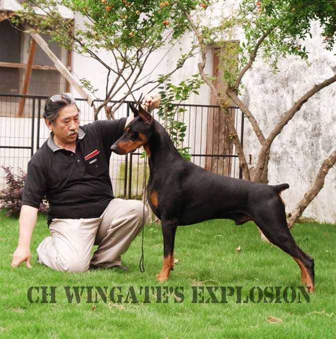 为我家杜宾美女找如意郎君