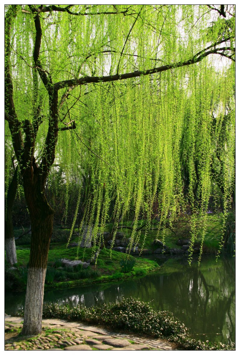 ~吹面不寒杨柳风~