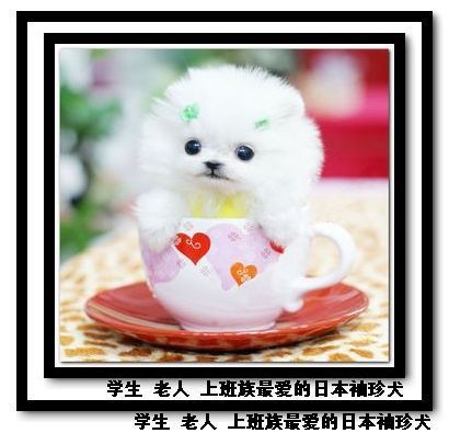 杭州哪里有卖袖珍犬宝宝、袖珍宝宝多少钱一只