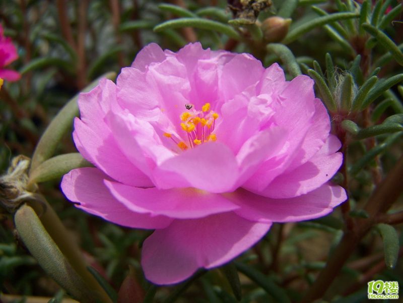 想养大花马齿苋\/太阳花-居家生活-杭州19楼