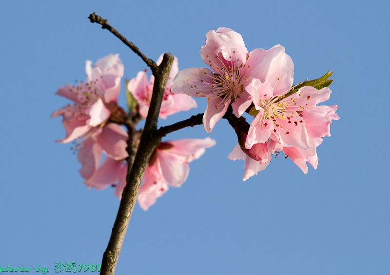 日出日落,岁月更迭--花开花谢,生命咏叹-19摄区
