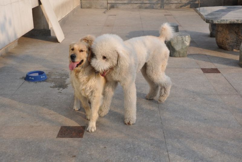 怪兽大战宝千千--一只狗和一只羊不得不说的故事第二季-家有宠物-杭州19楼