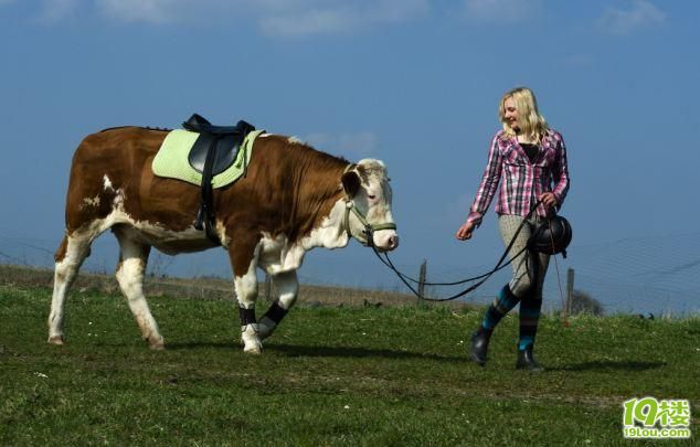 德女孩成功将小母牛训练成\ 赛马\ -分享-同城活
