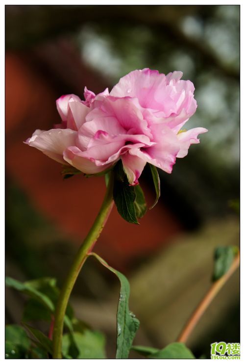 今天中午到六和塔看牡丹花展-路上见闻-19楼7