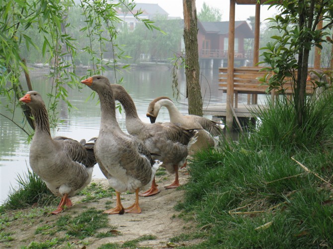 杭州哪里可以适合团队开会和吃饭的场所,急~-