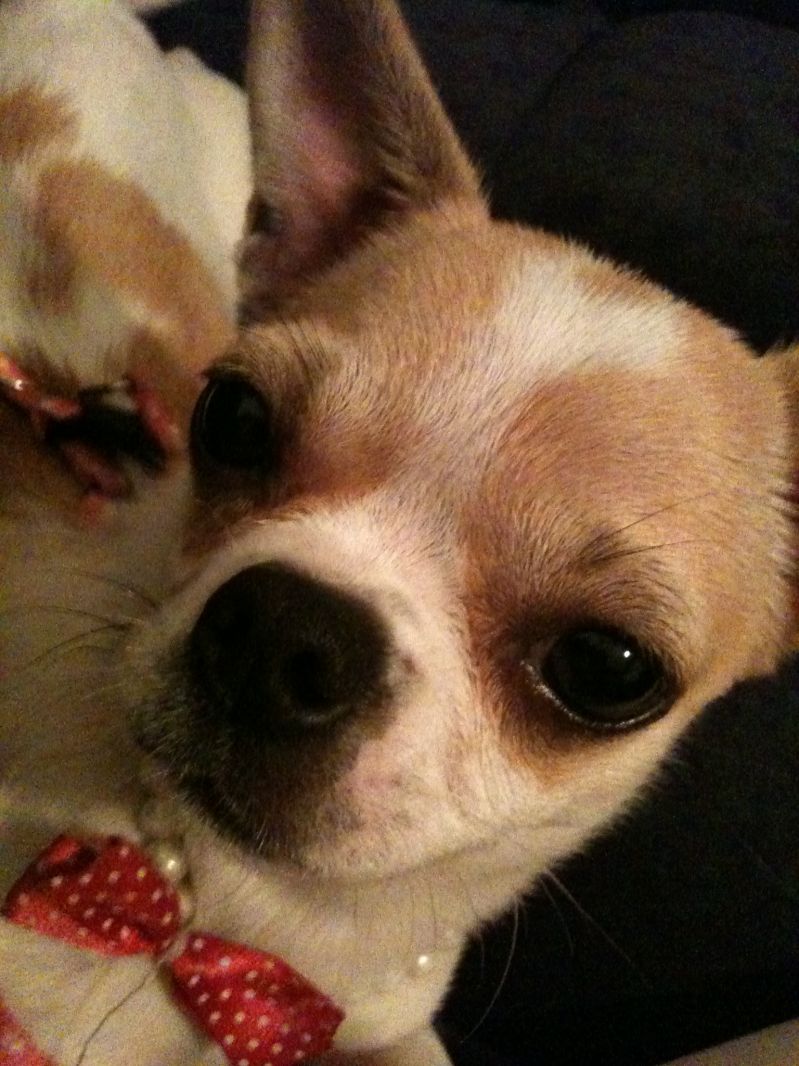 7个月的娃娃mm,乖宝贝好多照片-家有宠物-杭